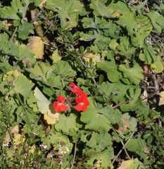 Pelargonium inquinans