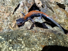 Plethodon yonahlossee