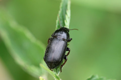 Zabrus tenebrioides