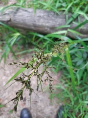 Scleria terrestris