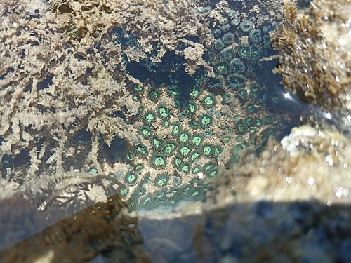 Photo of Green sea mat (Zoanthus sociatus)