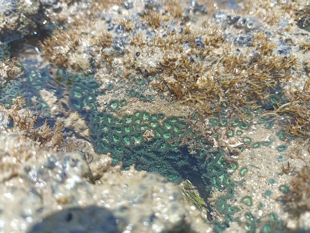Photo of Green sea mat (Zoanthus sociatus)