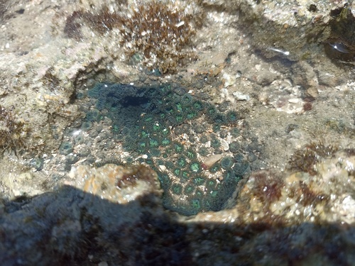 Photo of Green sea mat (Zoanthus sociatus)