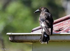 Strepera graculina graculina