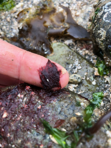 Pleonosporium observed 2019-07-05