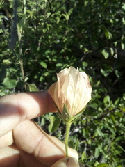 Hibiscus elegans