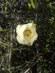 Hibiscus elegans