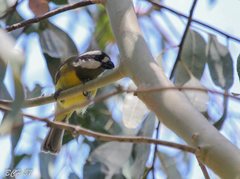 Falcunculus frontatus