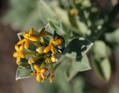 Lasiosiphon meisnerianus