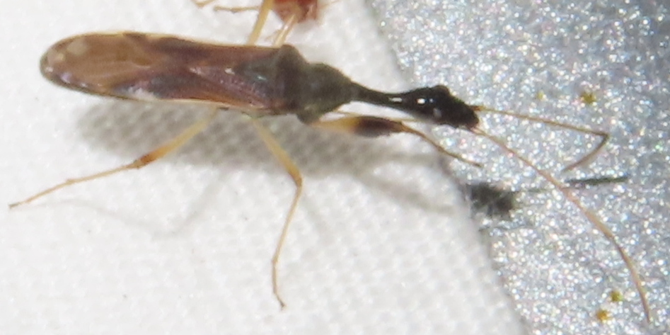 Texas Seed Insect Long-necked Seed Bug from Hays, Texas, United States on October 26 ...