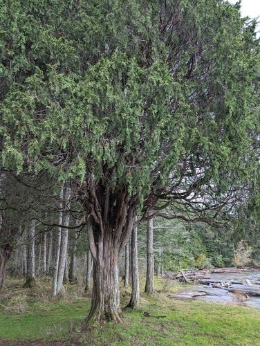 Image of Juniperus maritima by (c) znot, some rights reserved (CC BY)