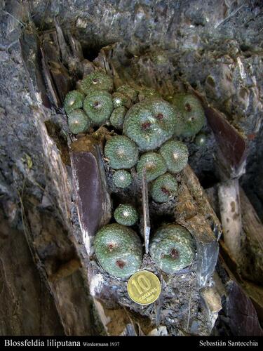 Blossfeldia liliputana