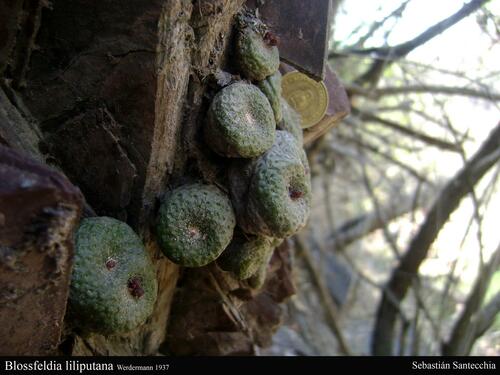 Blossfeldia liliputana