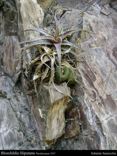 Blossfeldia liliputana