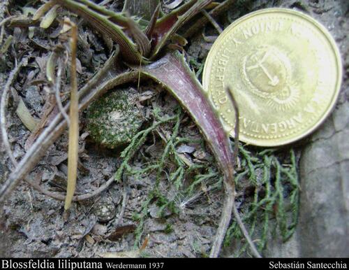 Blossfeldia liliputana