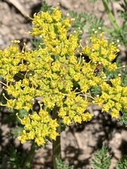 Lomatium dissectum