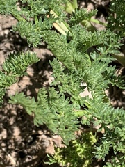 Lomatium dissectum