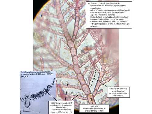 Antithamnionella spirographidis, 2019-07-05