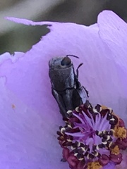 Agrilus felix
