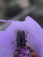 Agrilus felix