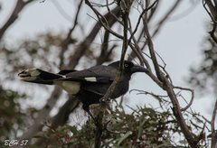 Strepera graculina graculina