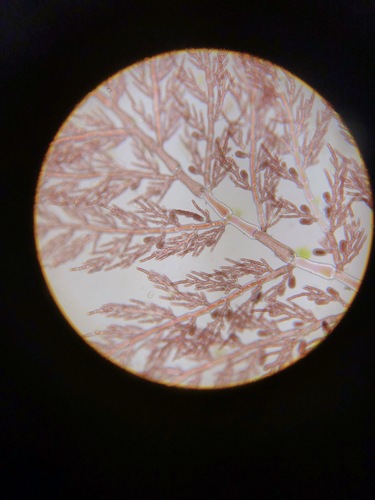 Image of Pleonosporium vancouverianum by (c) Bridgette Clarkston, some rights reserved (CC BY-SA)
