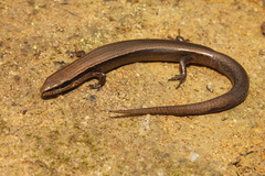 Scincella gemmingeri