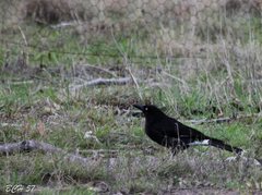 Strepera graculina graculina