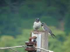 Artamus leucorynchus