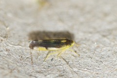 Eupteryx flavoscuta