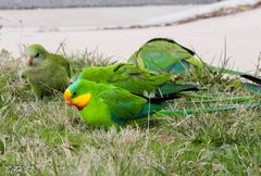 Polytelis swainsonii