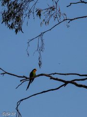 Polytelis swainsonii