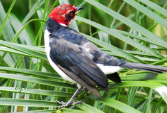 Paroaria gularis