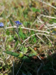 Veronica alpina