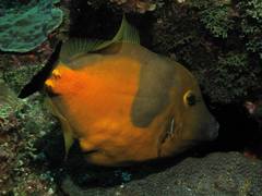 Cantherhines macrocerus