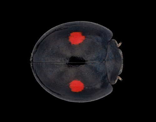 Twice-stabbed Lady Beetle photographed in Oklahoma