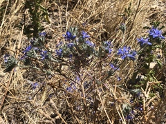 Eriastrum sapphirinum