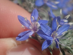 Eriastrum sapphirinum