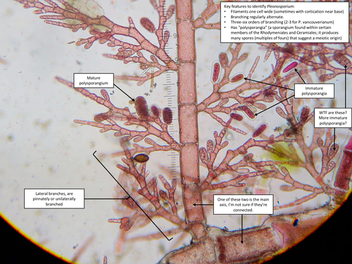 alternate skein (Pleonosporium vancouverianum)