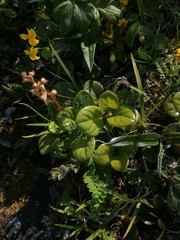 Pyrola rotundifolia