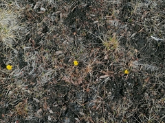Ranunculus sulphureus