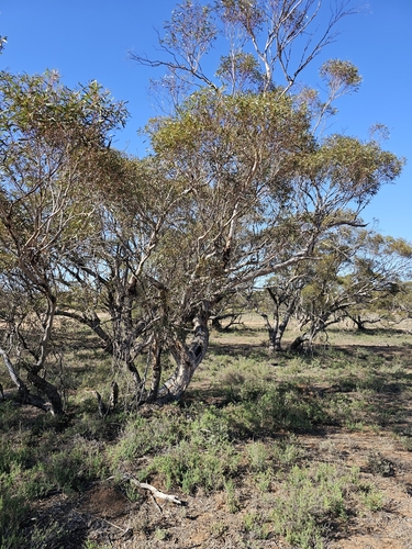 Image of Eucalyptus gracilis by (c) Michael McBain, some rights reserved (CC BY)