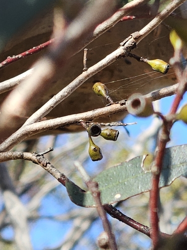 Image of Eucalyptus gracilis by (c) Michael McBain, some rights reserved (CC BY)