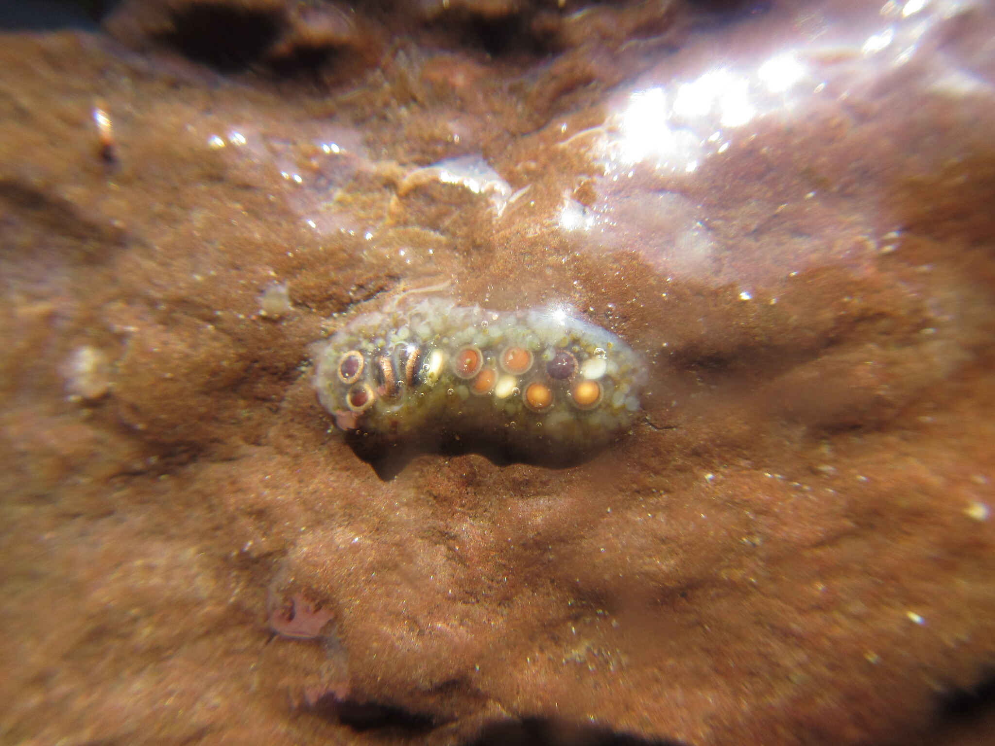 Cristatella mucedo Cuvier, 1798