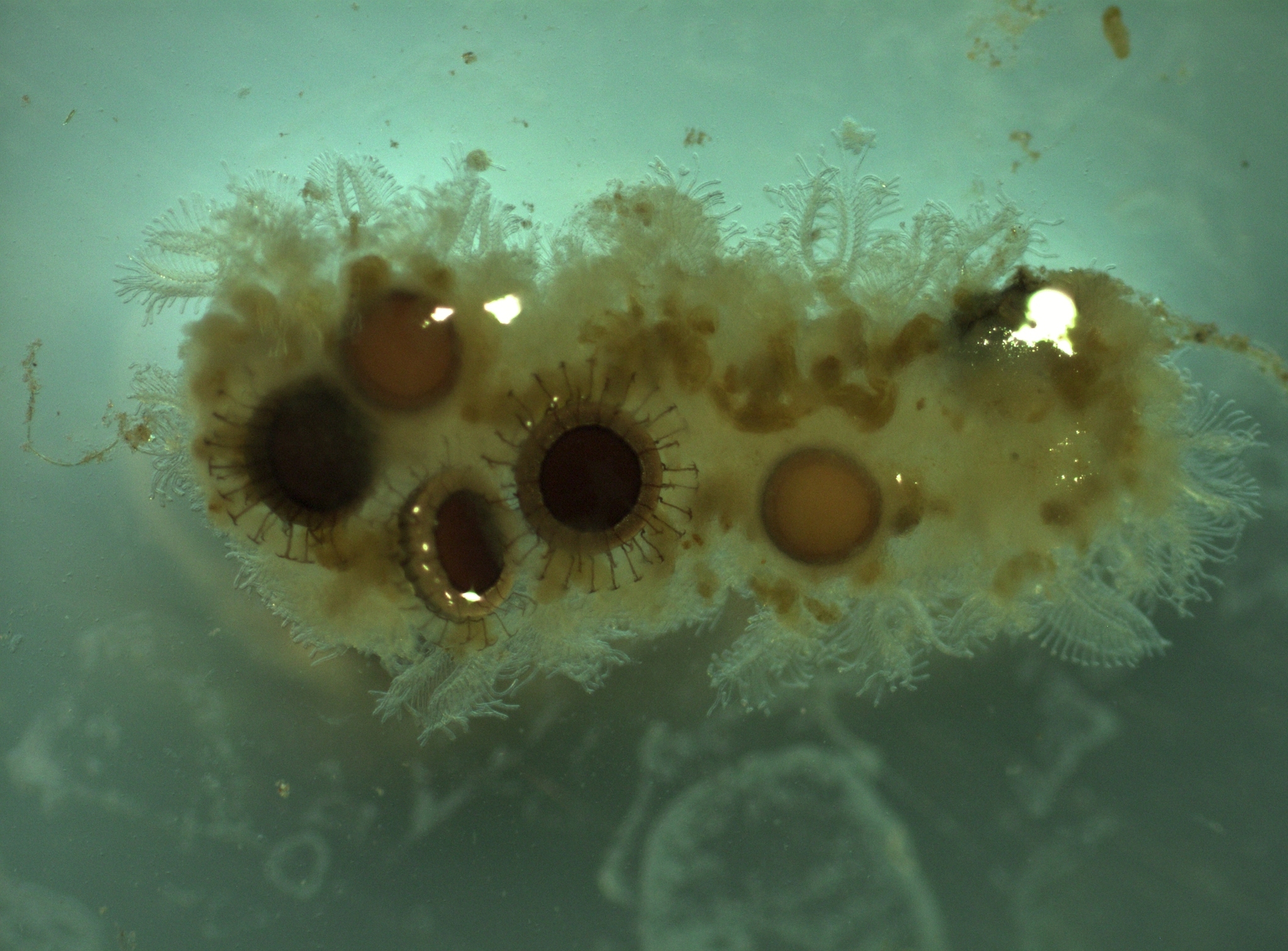 Cristatella mucedo Cuvier, 1798