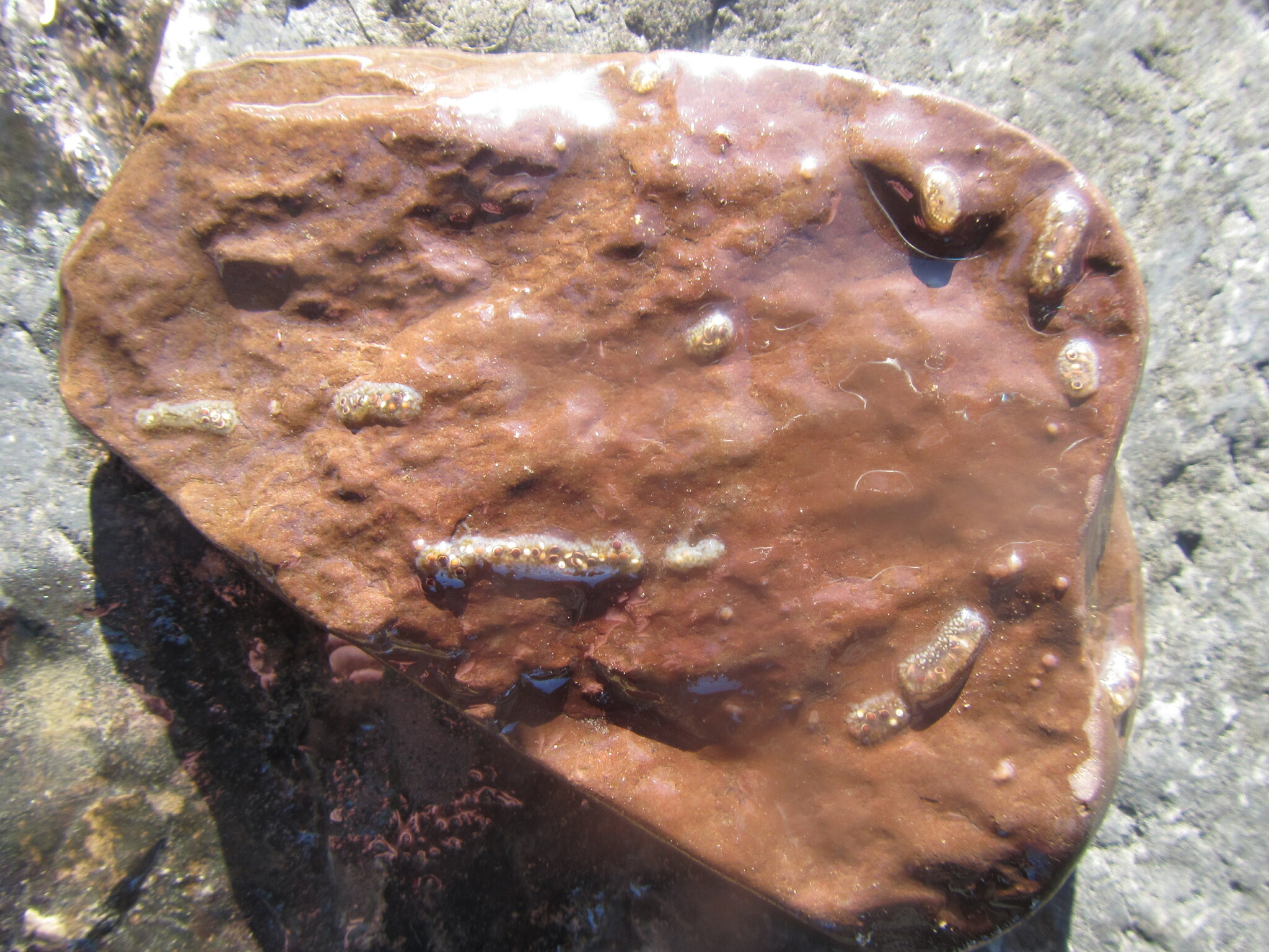 Cristatella mucedo Cuvier, 1798