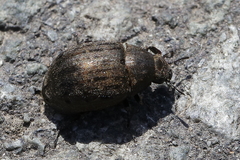Byrrhus pilula