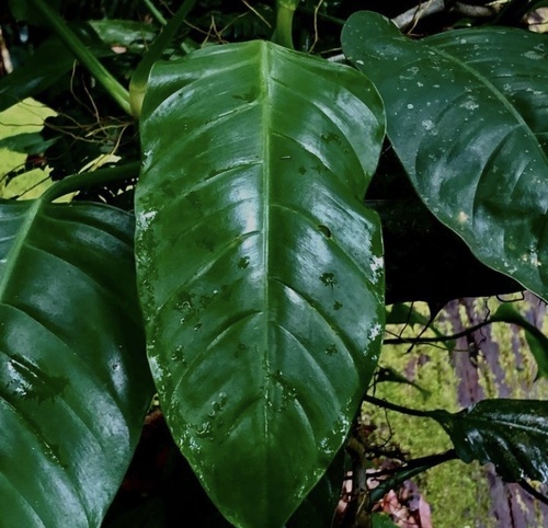 Philodendron sphalerum