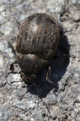 Byrrhus pilula
