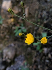 Pilosella arguta